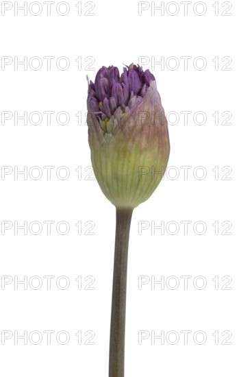 Kugellauch (Allium aflatunense), bud, Germany