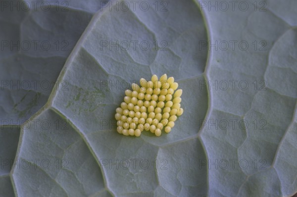Cabbage butterfly (Pieris brassicae), eggs, on palm kale (Brassica oleracea var. palmifolia DC.), Germany