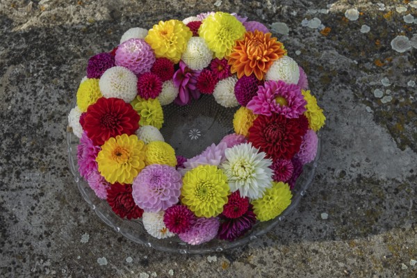 Crane of colourful dahlia blossoms on a glass plate, Münsterland, North Rhine-Westphalia, Germany