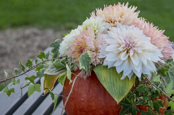 Bouquet of flowers with dahlias in a pumpkin on a metal table, Münsterland, North Rhine-Westphalia, Germany