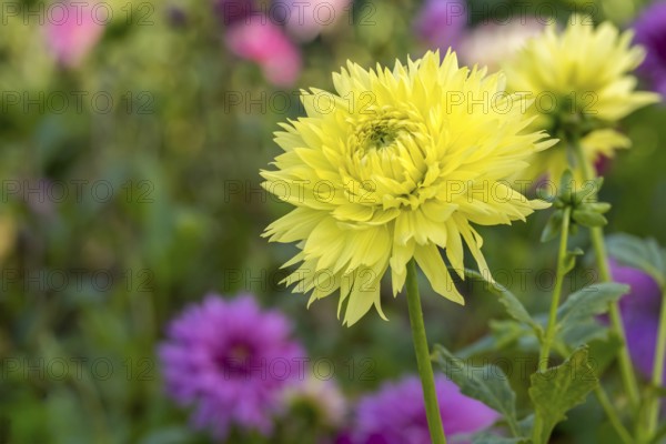 Deer antler dahlia, Hale Bopp variety, Münsterland, North Rhine-Westphalia, Germany