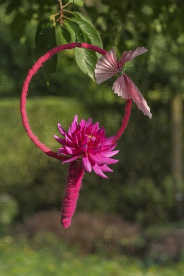 Pink dahlia in a ring with butterfly, hanging in a tree, North Rhine-Westphalia, Germany