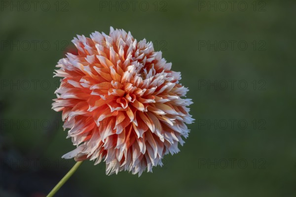 Single orange and white dahlia flower with blurred background, Münsterland, North Rhine-Westphalia, Germany