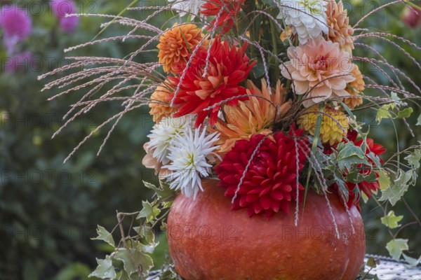 Flower arrangement of colourful dahlias in a pumpkin, Münsterland, North Rhine-Westphalia, Germany