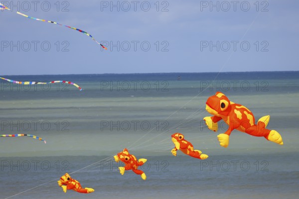 Kite festival on the beach, international kite festival, kites in the shape of frogs, Dieppe, Normandy, France