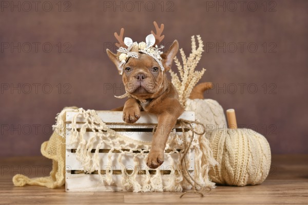 Cute French Bulldog puppy with reindeer antlers in box in front of brown background with boho style decoration