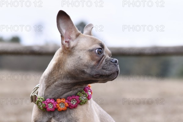 Portrait of healthy French Bulldog dog with very long nose paracord flower collar