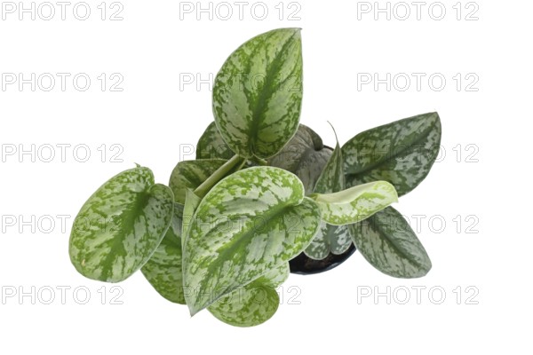 Top view of exotic 'Scindapsus Pictus Exotica' or 'Satin Pothos' houseplant with velvet texture and silver spot pattern in flower pot on white background
