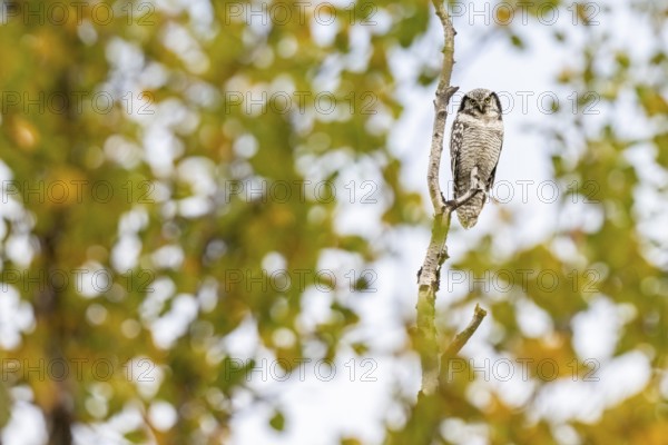Barred owl (Surnia ulula), Dovrefjell-Sunndalsfjella National Park, Norway