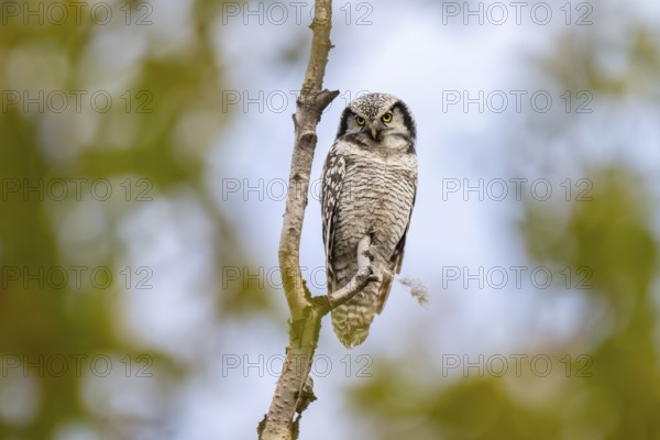 Barred owl (Surnia ulula), Dovrefjell-Sunndalsfjella National Park, Norway