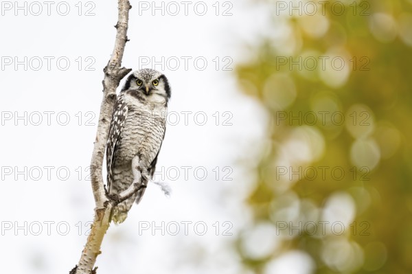 Barred owl (Surnia ulula), Dovrefjell-Sunndalsfjella National Park, Norway