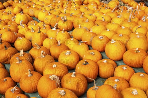 Classic Halloween pumpkins, at a farm market, in autumn