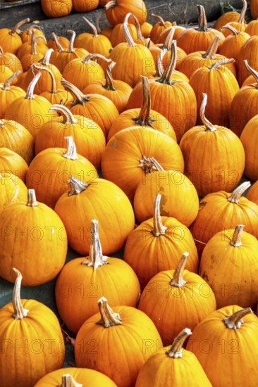 Classic Halloween pumpkins, at a farm market, in autumn