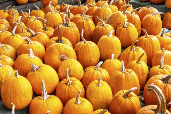 Classic Halloween pumpkins, at a farm market, in autumn