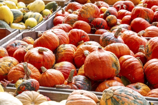 Various pumpkins, at a farm market, in autumn