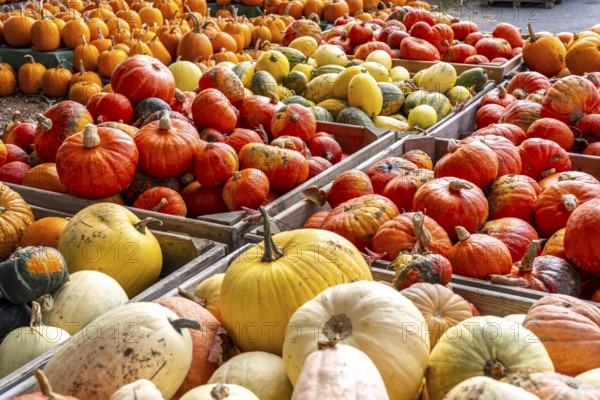 Various pumpkins, at a farm market, in autumn