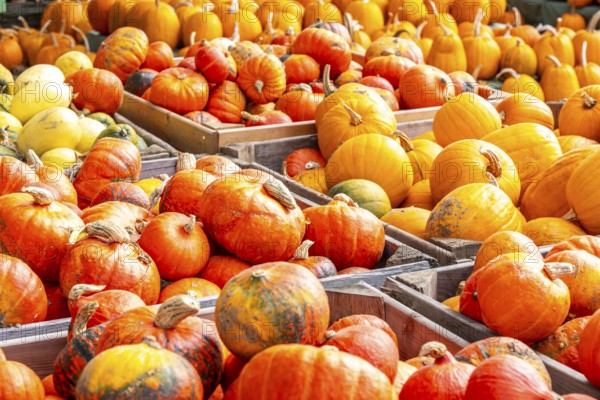 Various pumpkins, at a farm market, in autumn