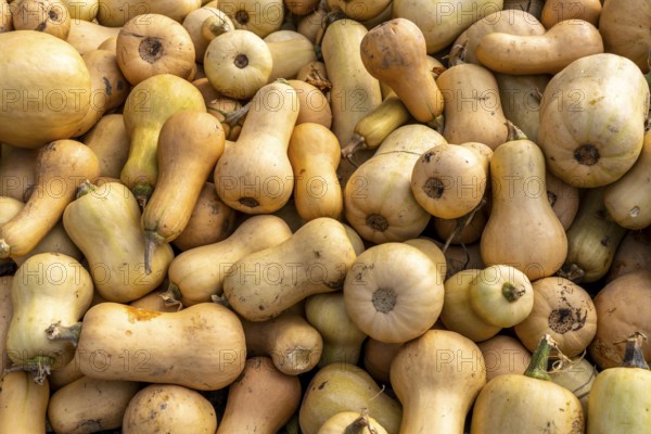 Butternut squash, at a farm market, in autumn