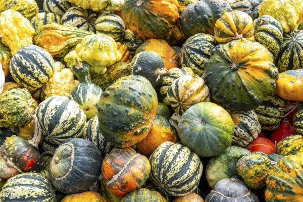 Ornamental pumpkins, at a farm market, in autumn