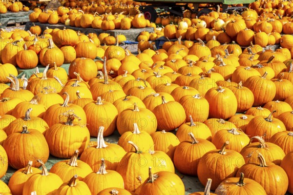 Classic Halloween pumpkins, at a farm market, in autumn