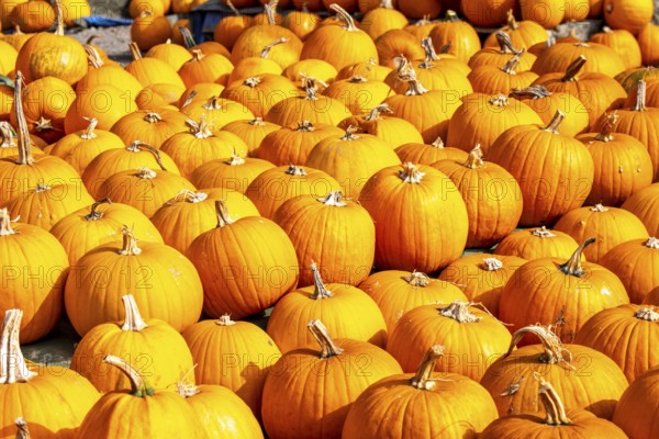 Classic Halloween pumpkins, at a farm market, in autumn