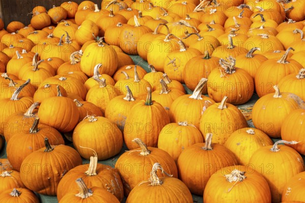 Classic Halloween pumpkins, at a farm market, in autumn