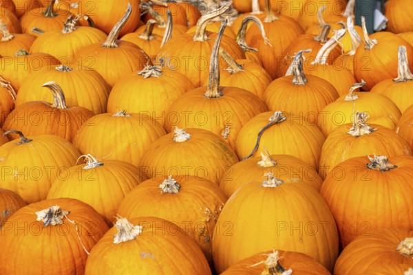 Classic Halloween pumpkins, at a farm market, in autumn