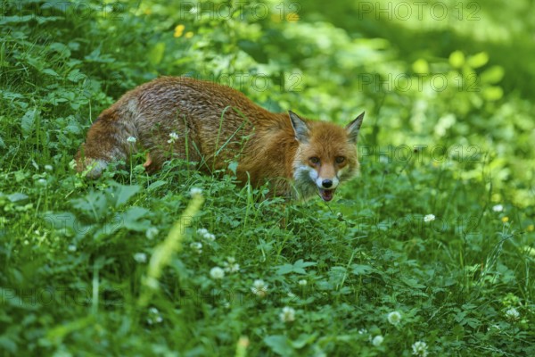 A fox crouches in a green thicket and looks ahead, red fox (Vulpes vulpes), Schleswig-Holstein, Germany
