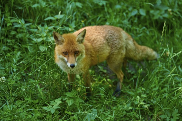 A fox standing in the green forest grass, surrounded by dense vegetation, red fox (Vulpes vulpes), Schleswig-Holstein, Germany