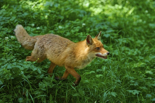 A fox runs through the green landscape of the forest, red fox (Vulpes vulpes), Schleswig-Holstein, Germany