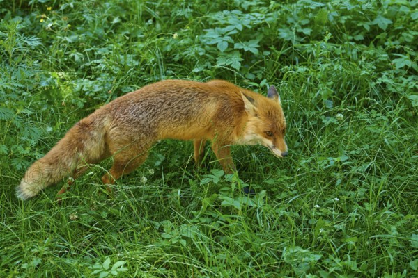 A fox moves cautiously across a lush green meadow, red fox (Vulpes vulpes), Schleswig-Holstein, Germany
