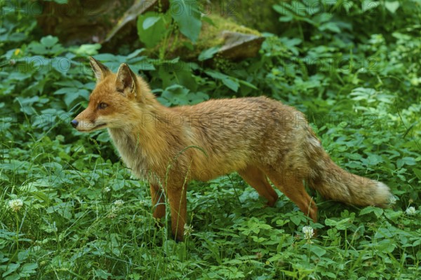 A focussed fox attentively observing its surroundings in the forest, red fox (Vulpes vulpes), Schleswig-Holstein, Germany