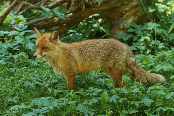 A fox standing in the shade of a large tree in the forest, red fox (Vulpes vulpes), Schleswig-Holstein, Germany