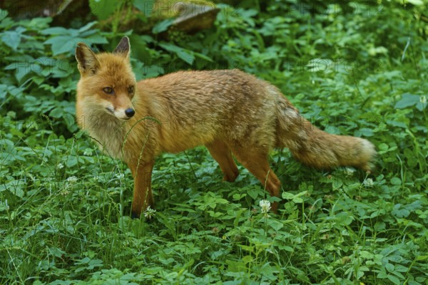 An attentive fox observes the surroundings in the green forest, red fox (Vulpes vulpes), Schleswig-Holstein, Germany