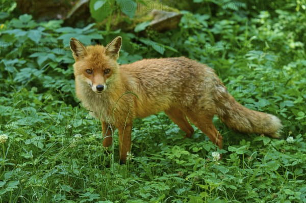 A fox stands in the green grass and looks curiously, red fox (Vulpes vulpes), Schleswig-Holstein, Germany