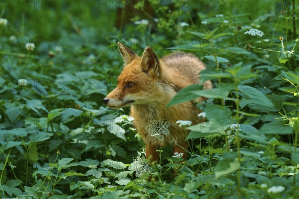 A fox stands in a green forest surrounded by flowers and leaves, red fox (Vulpes vulpes), Schleswig-Holstein, Germany