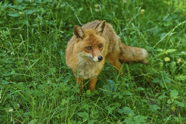 A fox standing in the tall grass of a green forest environment, red fox (Vulpes vulpes), Schleswig-Holstein, Germany