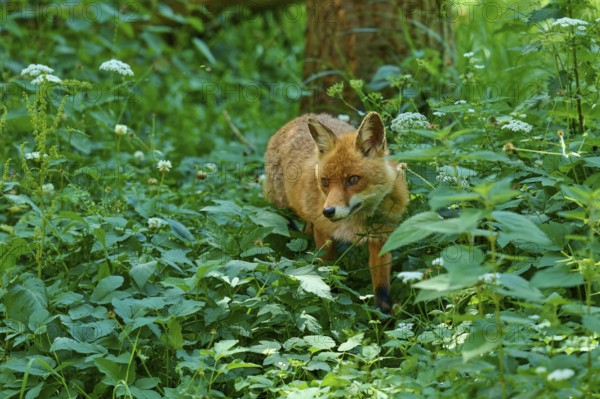 A fox moves through the dense forest vegetation, red fox (Vulpes vulpes), Schleswig-Holstein, Germany