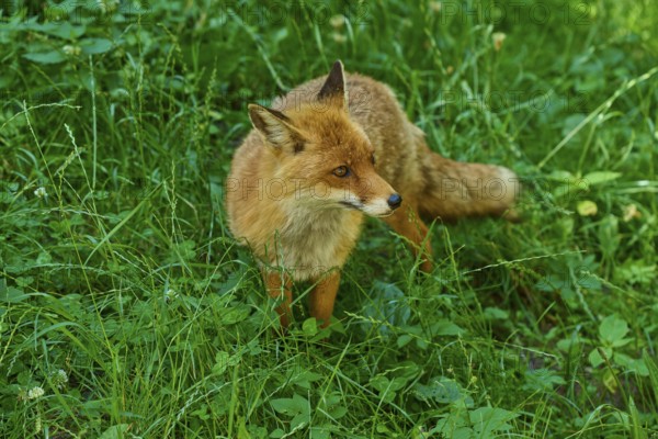 An alert fox in the tall grass of a wooded area, red fox (Vulpes vulpes), Schleswig-Holstein, Germany