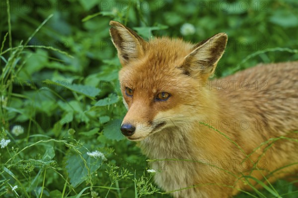Close-up of a fox surrounded by green grass and plants, red fox (Vulpes vulpes), Schleswig-Holstein, Germany