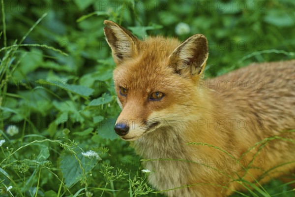 Close-up of a fox head surrounded by green grass, red fox (Vulpes vulpes), Schleswig-Holstein, Germany