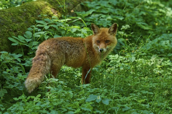 A fox stands in the green of the forest, surrounded by lush vegetation, red fox (Vulpes vulpes), Schleswig-Holstein, Germany