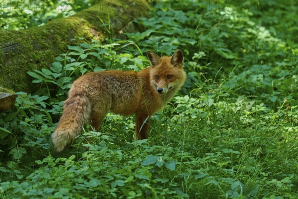 A fox in a lush green forest next to a fallen tree trunk, red fox (Vulpes vulpes), Schleswig-Holstein, Germany