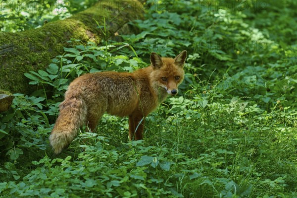 A fox looking over its shoulder in a green section of forest, red fox (Vulpes vulpes), Schleswig-Holstein, Germany