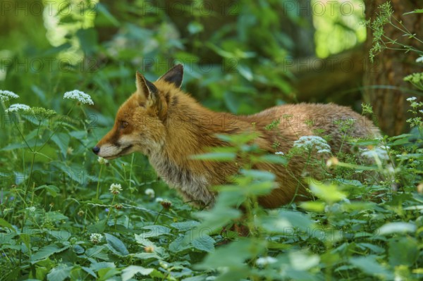 A fox raises its head in the green vegetation and looks curiously, red fox (Vulpes vulpes), Schleswig-Holstein, Germany