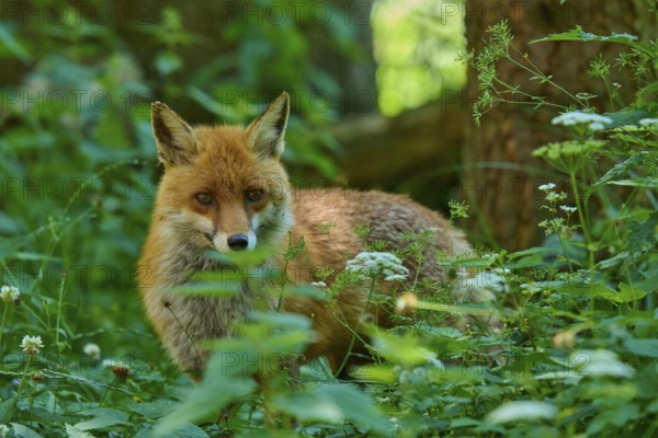 A fox peers out of the dense greenery, surrounded by plants, red fox (Vulpes vulpes), Schleswig-Holstein, Germany