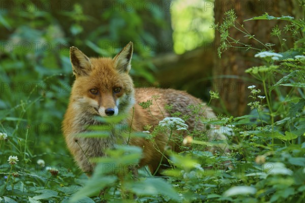 A fox peers intently out of the dense undergrowth of the forest, red fox (Vulpes vulpes), Schleswig-Holstein, Germany