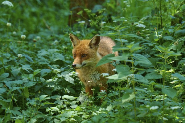 A fox hiding in the dense, green forest foliage, red fox (Vulpes vulpes), Schleswig-Holstein, Germany