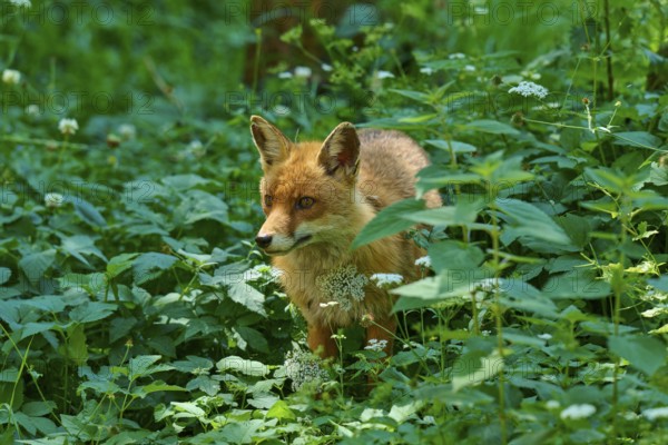 A fox peers through the dense green of the forest, red fox (Vulpes vulpes), Schleswig-Holstein, Germany