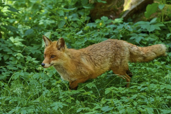 A fox moves through dense, green forest foliage, red fox (Vulpes vulpes), Schleswig-Holstein, Germany